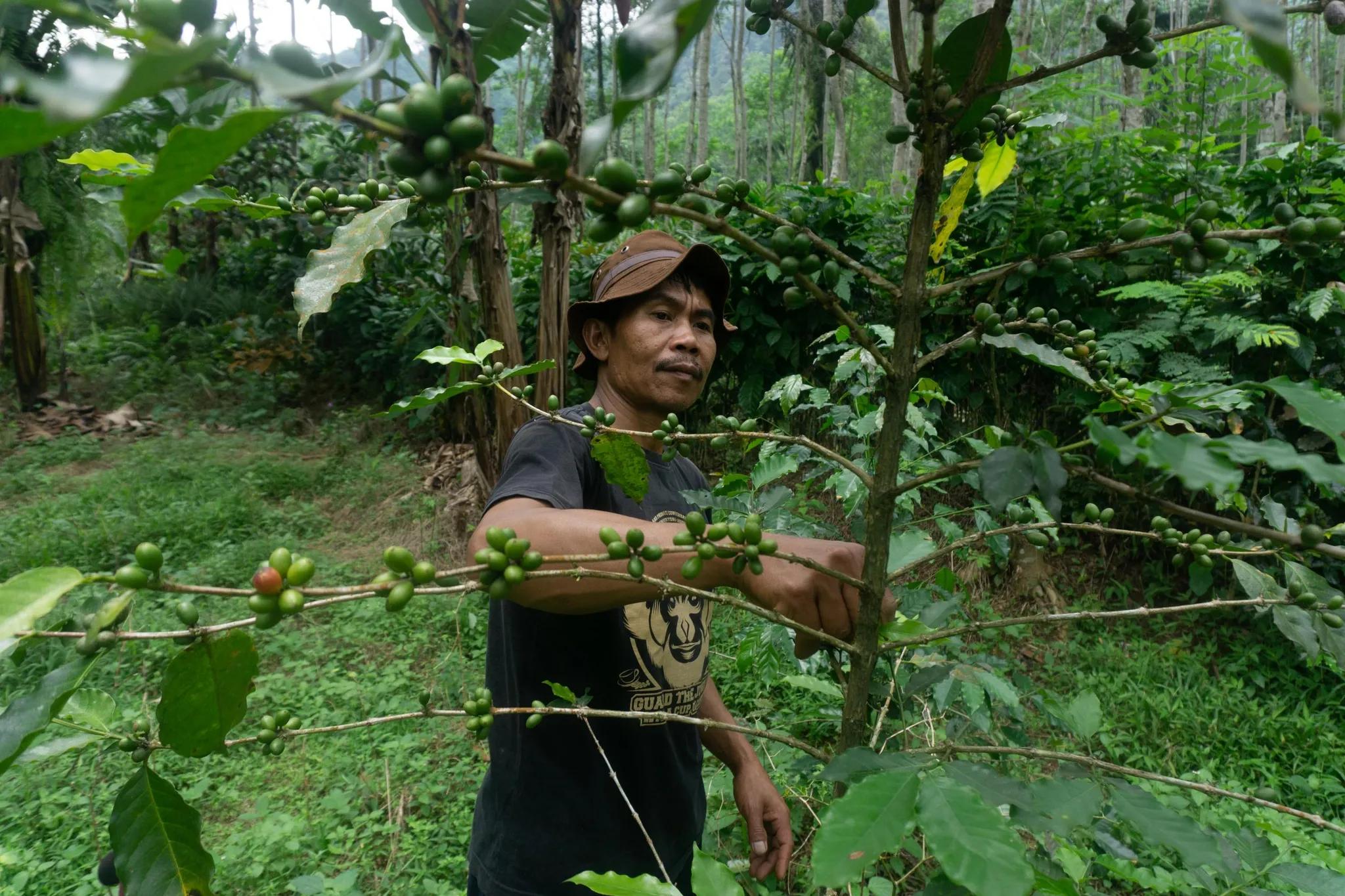 Tasuri, former wildlife, and wood hunter taking care of a coffee tree