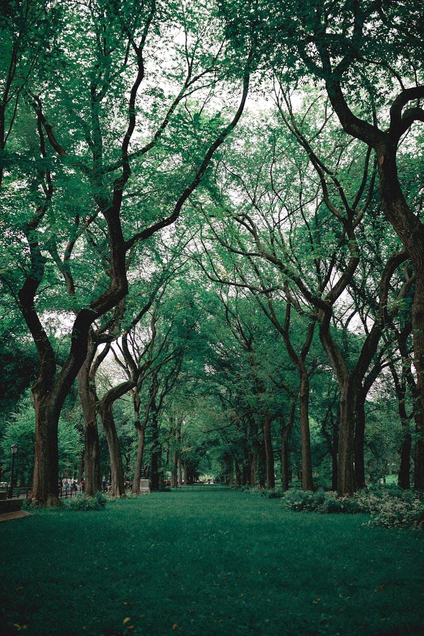 A peaceful park path shaded by a canopy of tall, verdant trees. The lush grass and serene atmosphere create an inviting, tranquil scene.