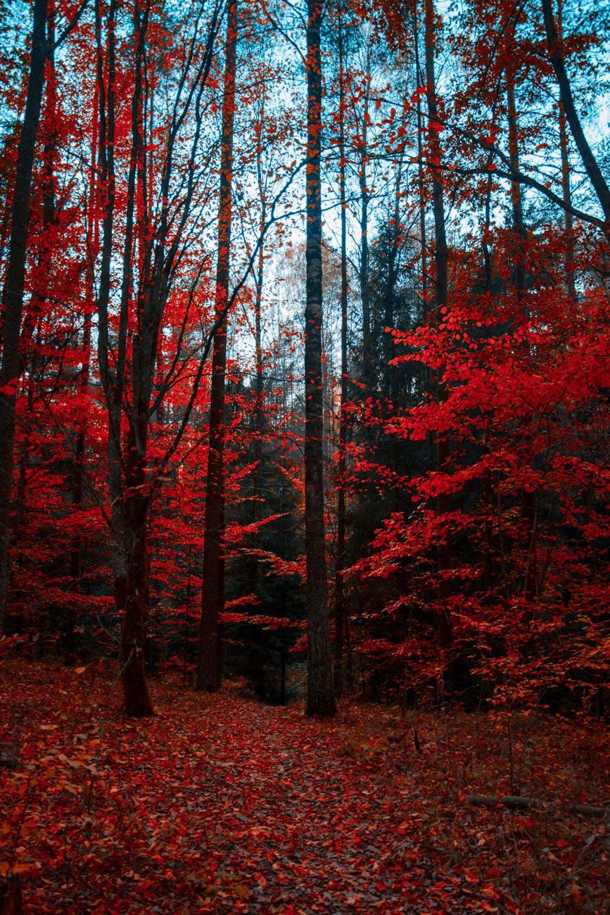 An enchanting forest with trees adorned in bright red leaves, offering a mesmerizing autumnal view.