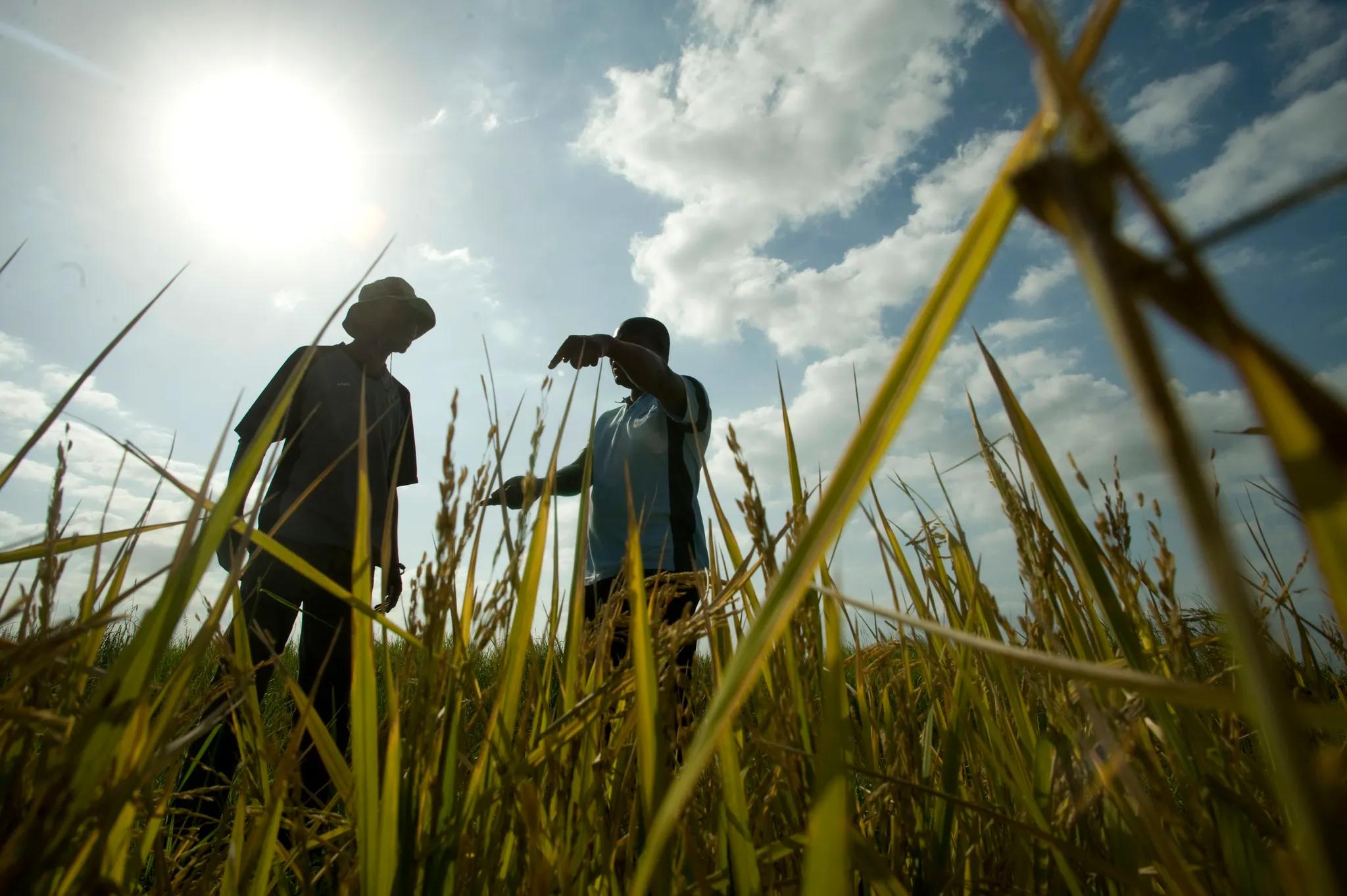 Man discusses his nearly-ripe rice plot with agriculture supervisor.