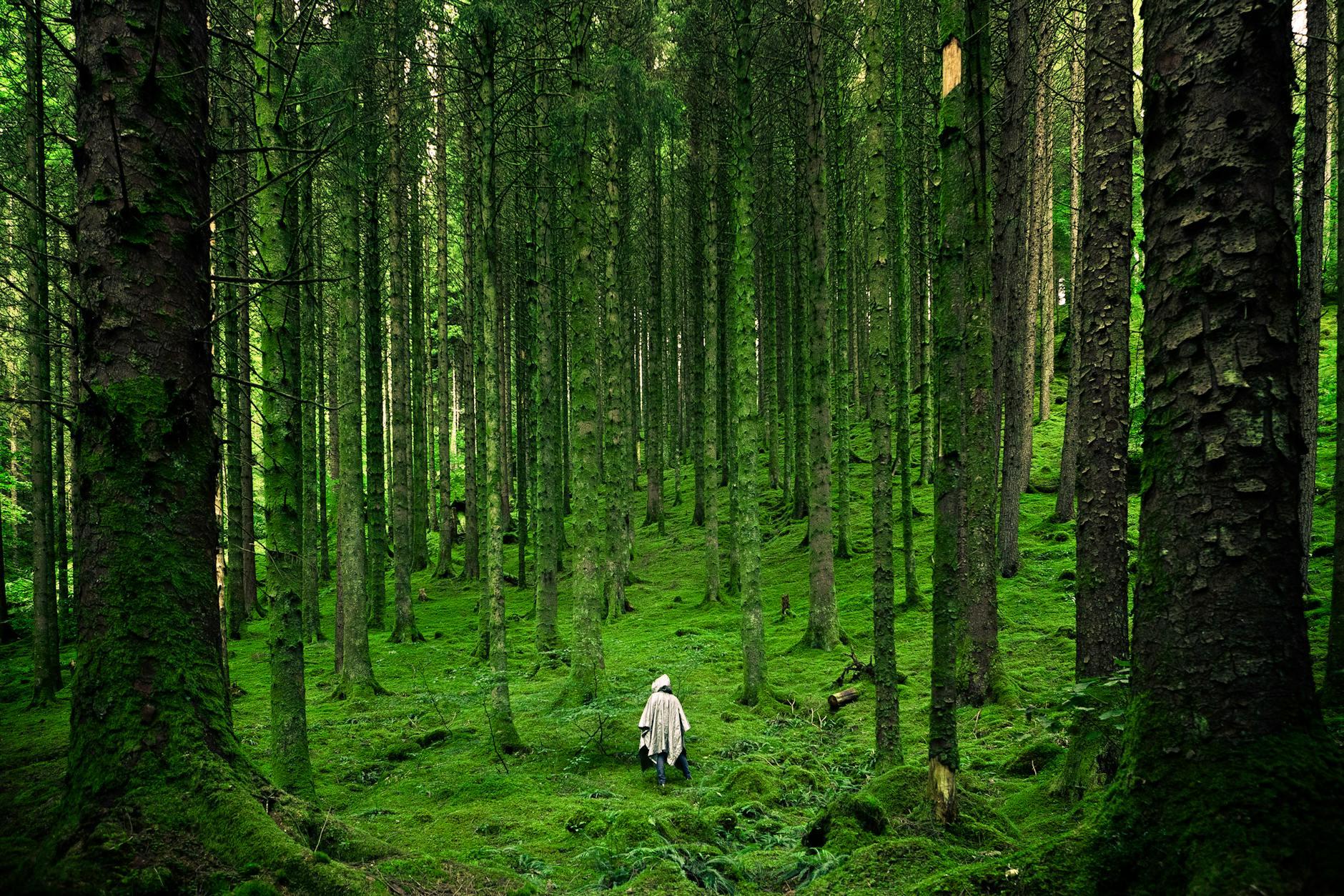 A person in a light coat walks through a dense forest with tall, moss-covered trees and a green, mossy forest floor.