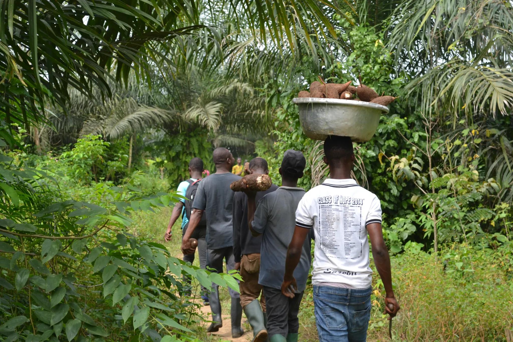 Cassava harvesting near Kwameamoabeng