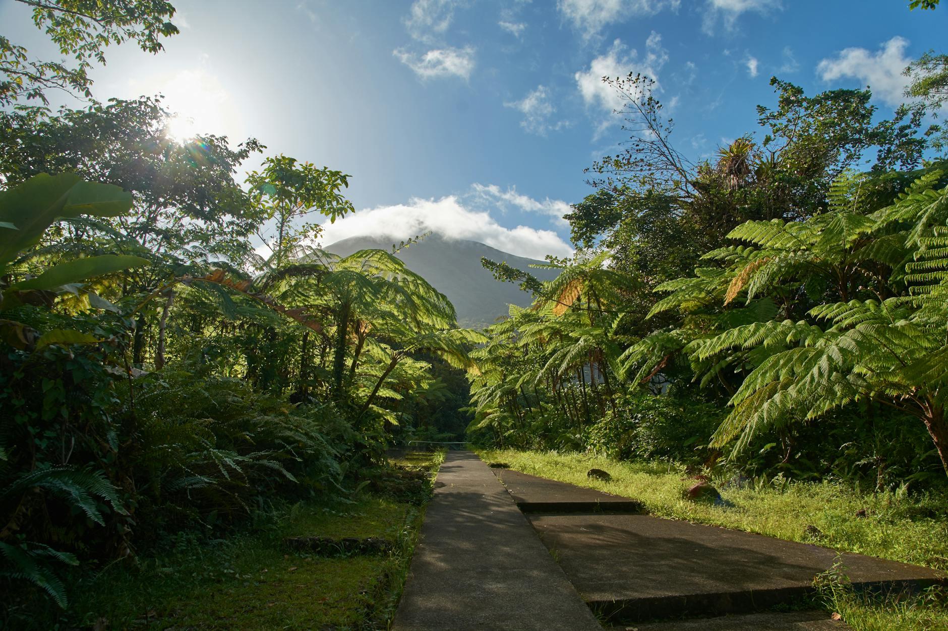 A scenic pathway through a lush tropical forest, with the sun shining brightly and a mountain partially covered by clouds in the background.