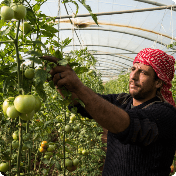 Man farming on tomato farm in Jordan